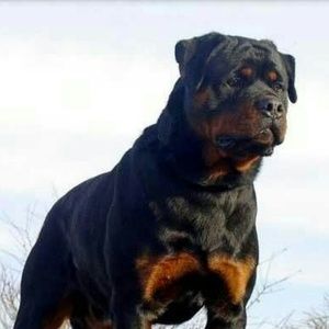 Meet your Posher, Johnny